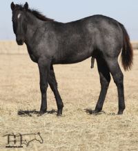 Huckleberry Blue's 2019 Blue Roan Colt